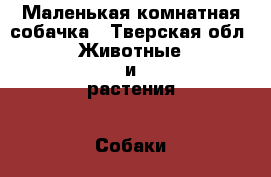 Маленькая комнатная собачка - Тверская обл. Животные и растения » Собаки   . Тверская обл.